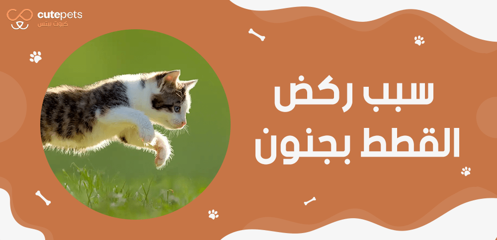 سبب ركض القطط بجنون
