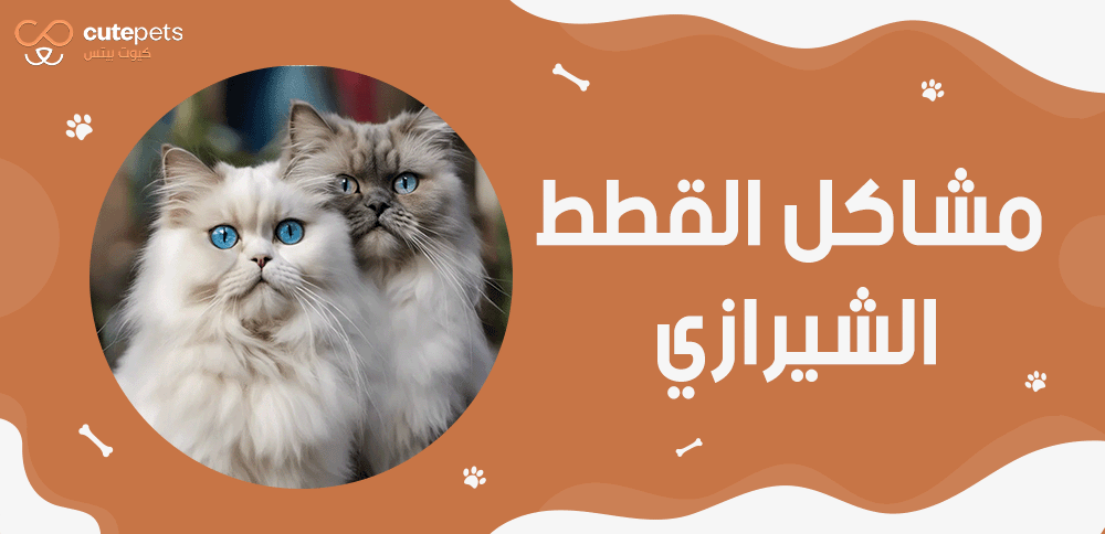 مشاكل القطط الشيرازي