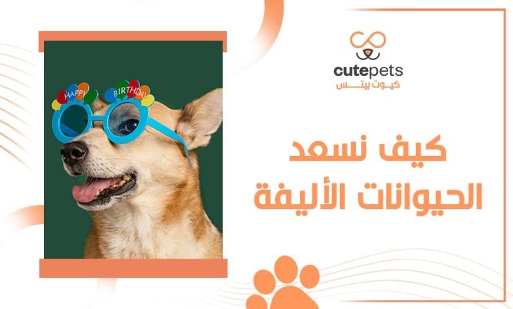العناية بالحيوانات الاليفة