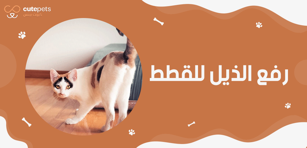 رفع الذيل عند القطط