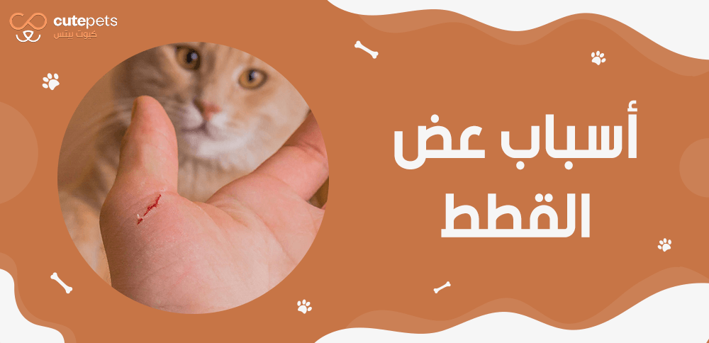 اسباب عض القطط