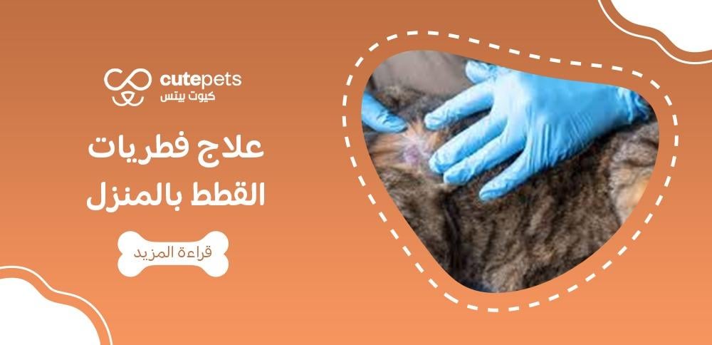علاج فطريات القطط بالمنزل