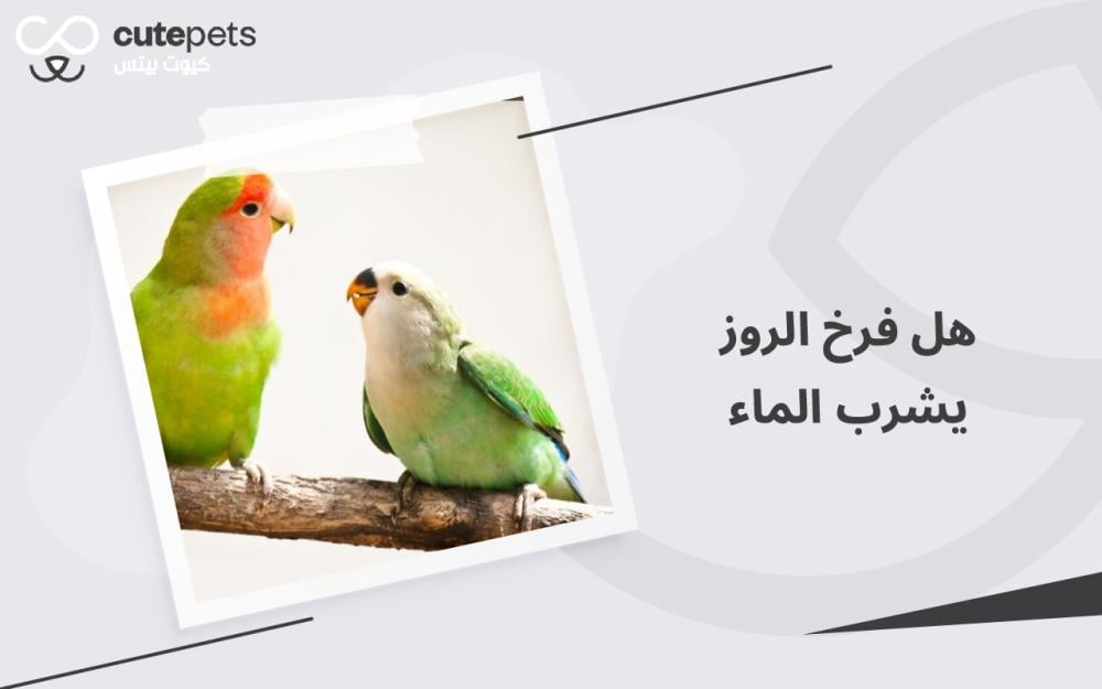 هل فرخ الروز يشرب الماء هل فرخ الروز يشرب الماء