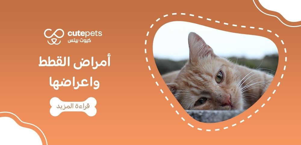 أمراض القطط واعراضها