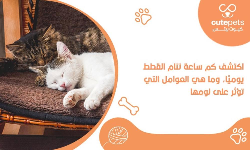 دليل النوم عند القطط: متوسط ساعات النوم وأسباب كثرتها