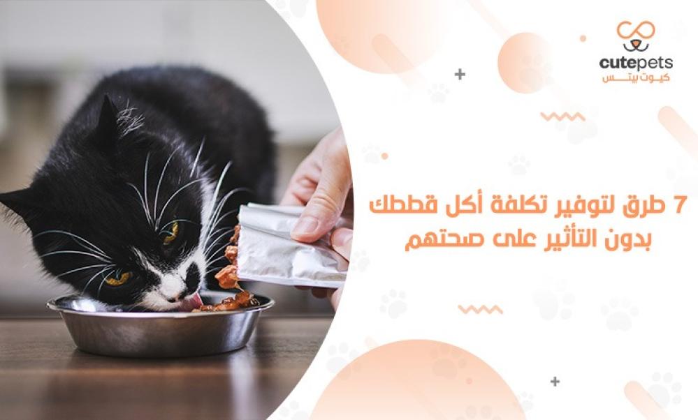 كيف توفر في اكل القطط؟ 7 طرق ذكية لتقليل التكلفة بدون التأثير على الصح