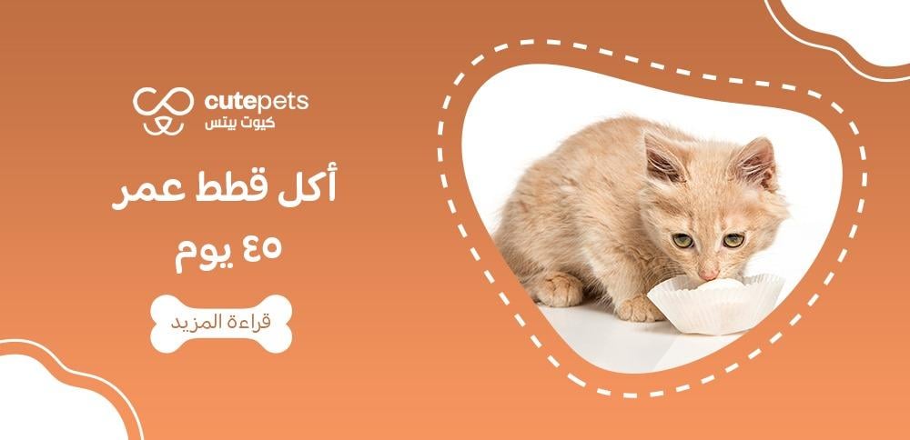 اكل قطط عمر ٤٥ يوم
