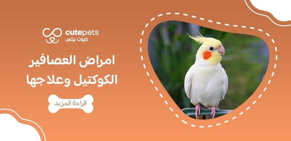 امراض العصافير الكوكتيل وعلاجها