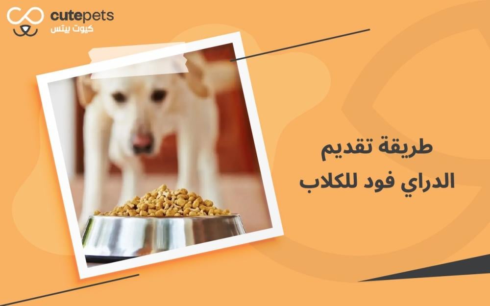 طريقة تقديم الدراي فود للكلاب