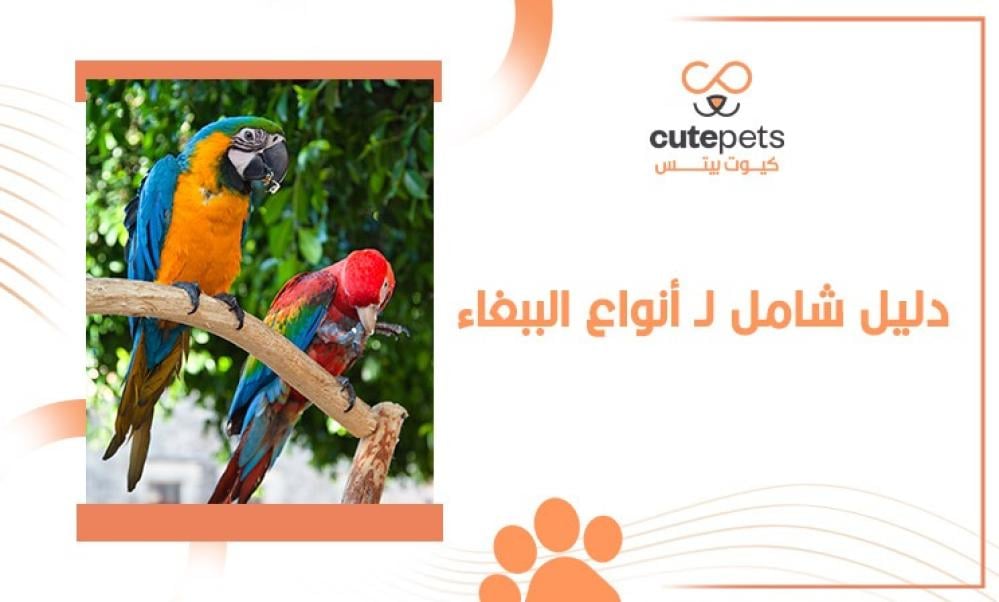 انواع الببغاء