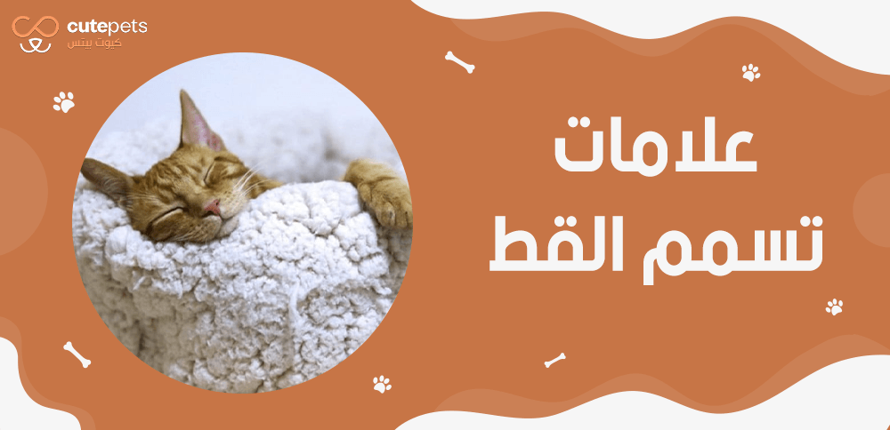اعراض تسمم القطط