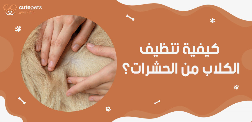 كيفية تنظيف الكلاب من الحشرات