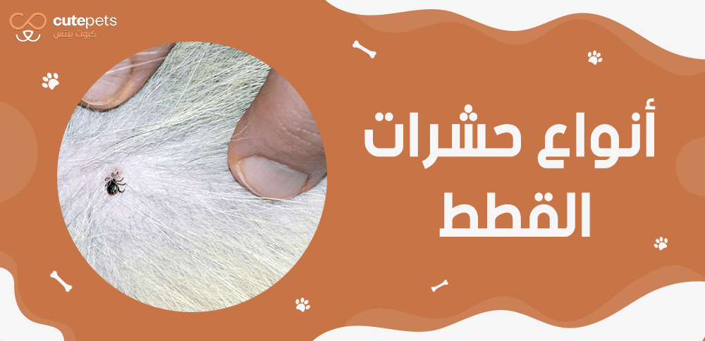 أنواع حشرات القطط