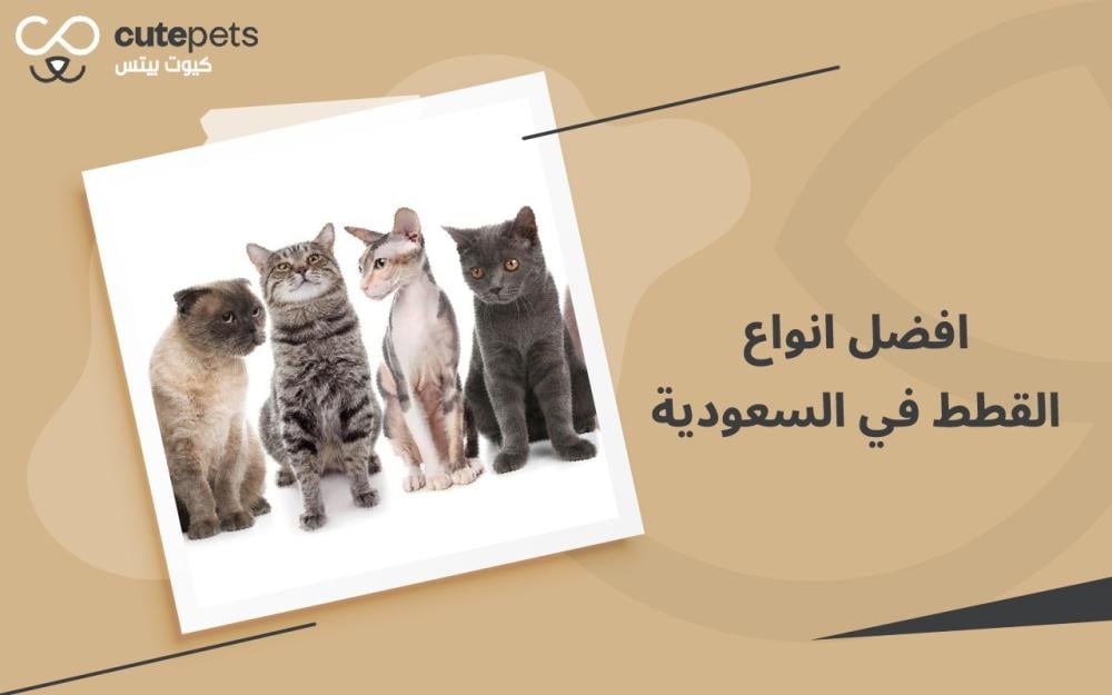 افضل انواع القطط في السعودية