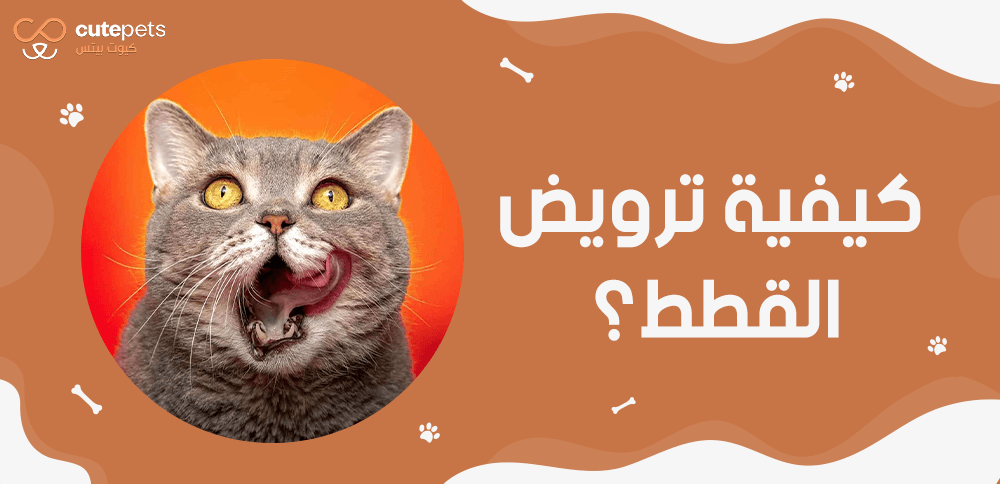 كيفية ترويض القطط