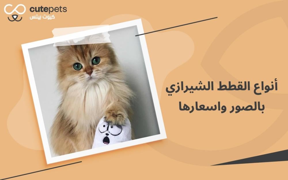 افضل انواع القطط الشيرازى واسعارها
