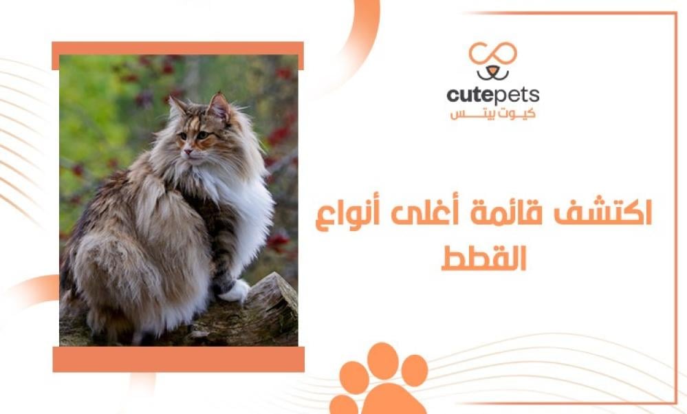 اغلى انواع القطط