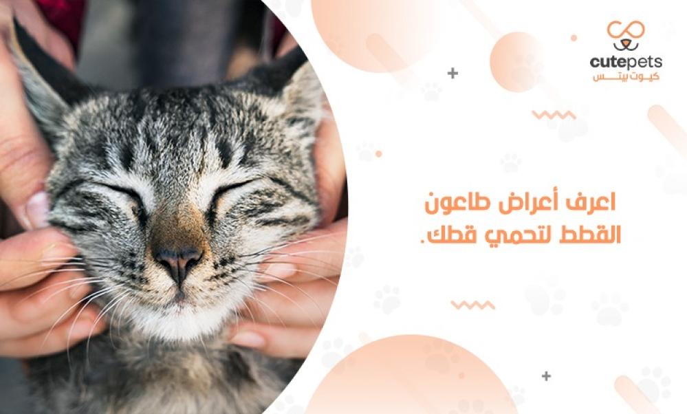 اعراض طاعون القطط