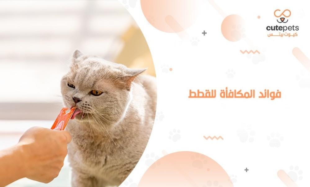 فوائد المكافأة للقطط