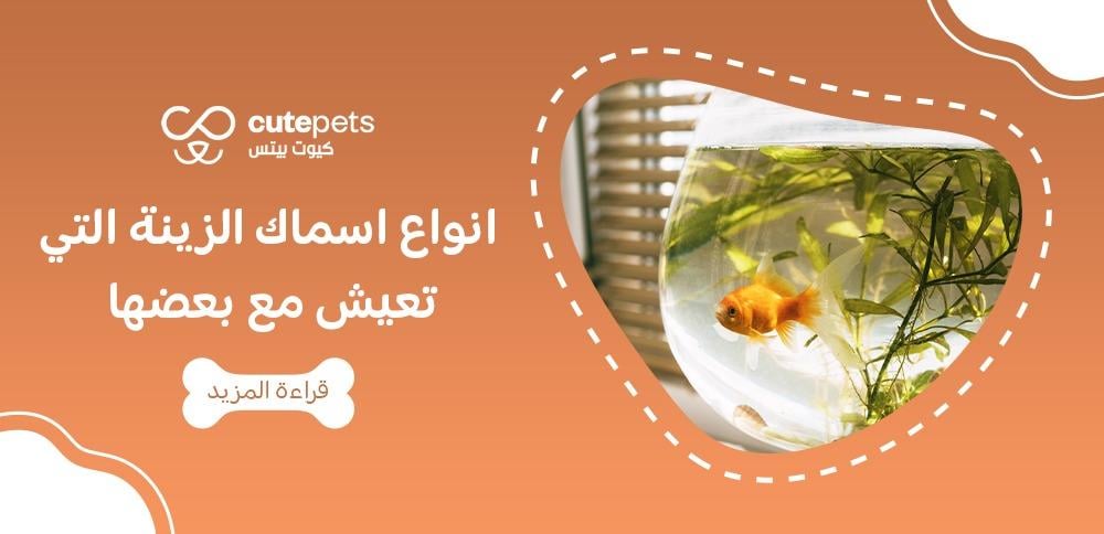 انواع اسماك الزينة التى تعيش مع بعضها