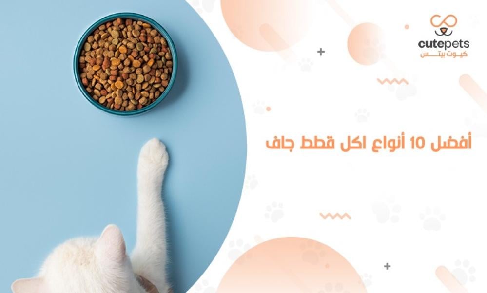 أفضل 10 أنواع اكل قطط جاف