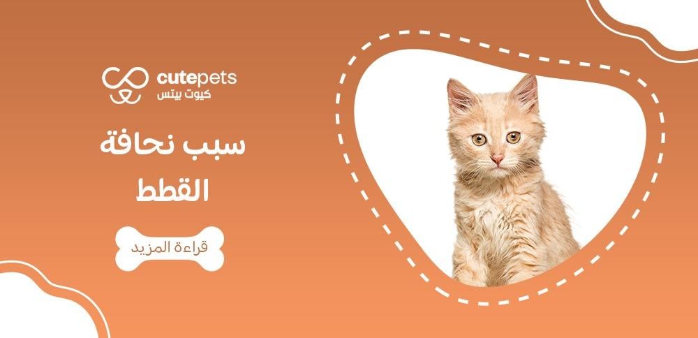 سبب نحافة القطط سبب نحافة القطط
