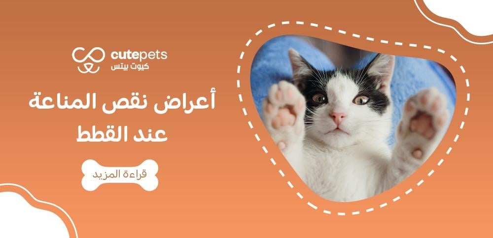 أعراض نقص المناعة عند القطط