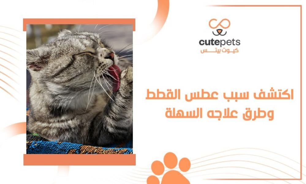 سبب عطس القطط