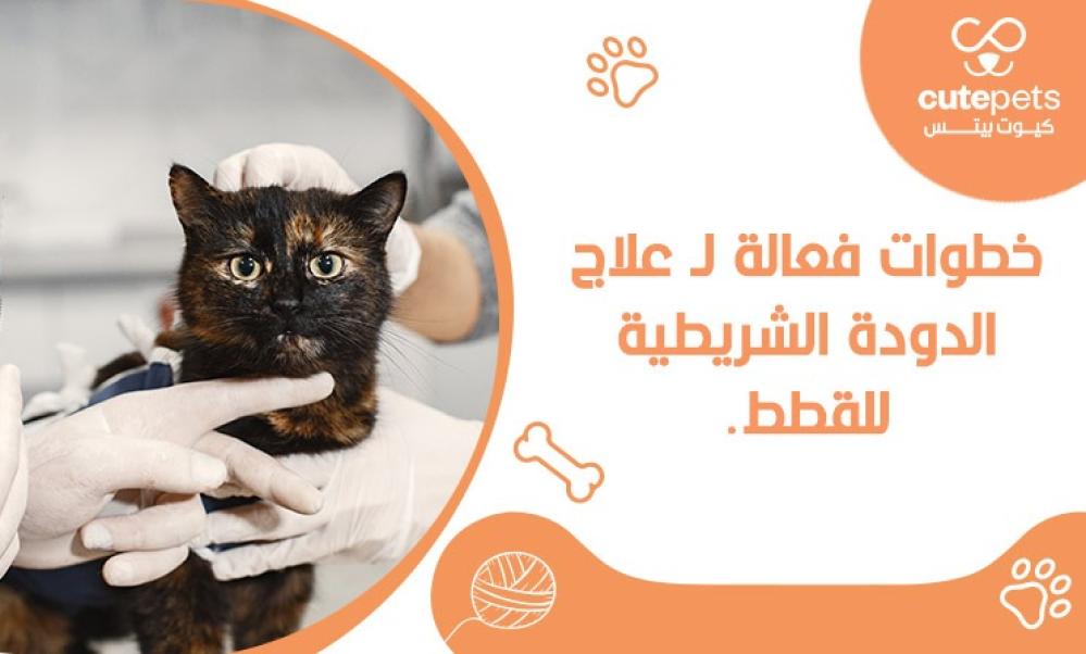 علاج الدودة الشريطية