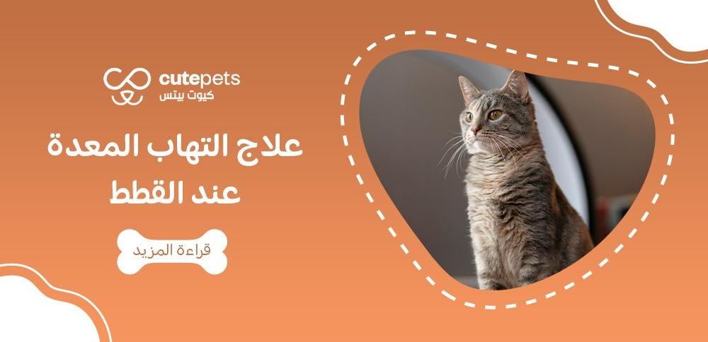 علاج التهاب المعدة عند القطط علاج التهاب المعدة عند القطط