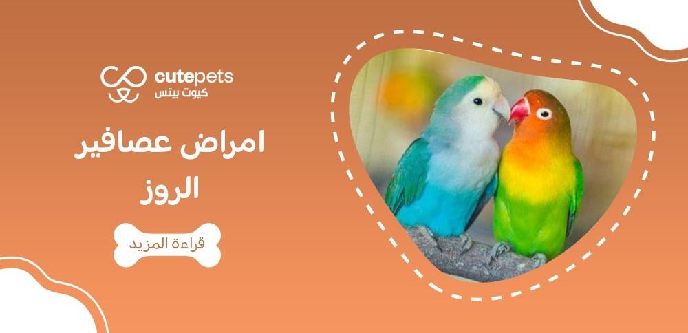 امراض عصافير الروز