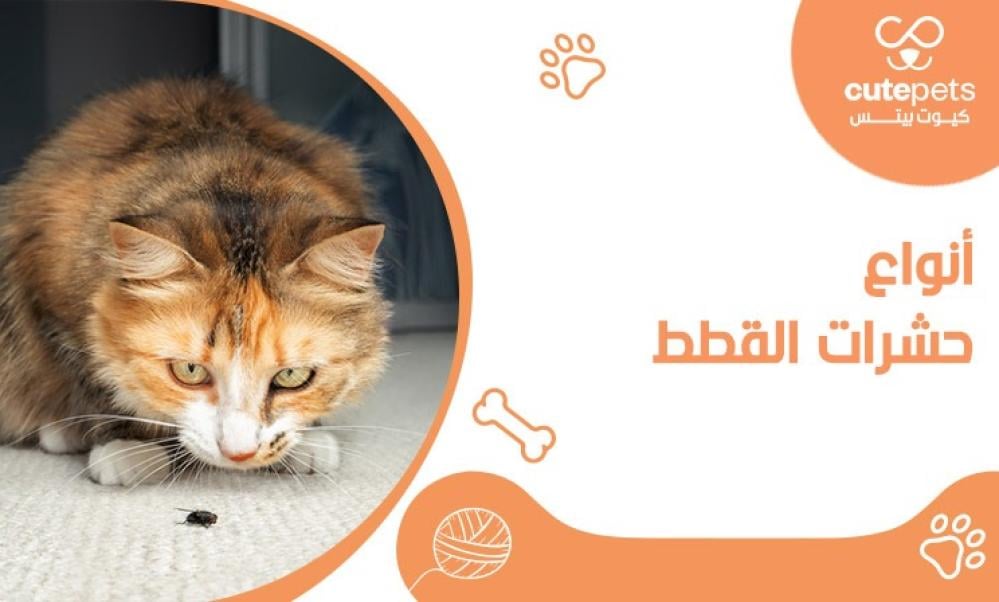 أنواع حشرات القطط وكيفية التخلص منها بفعالية