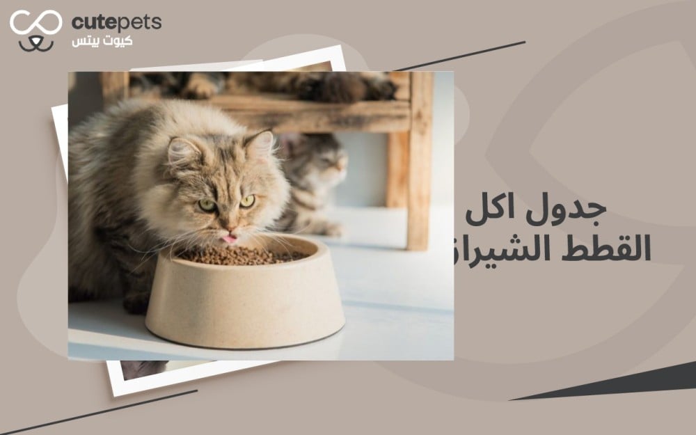 جدول اكل القطط الشيرازي