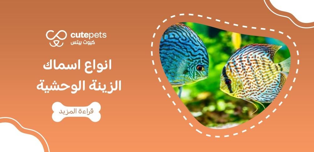 اسماك الزينة الشرسة