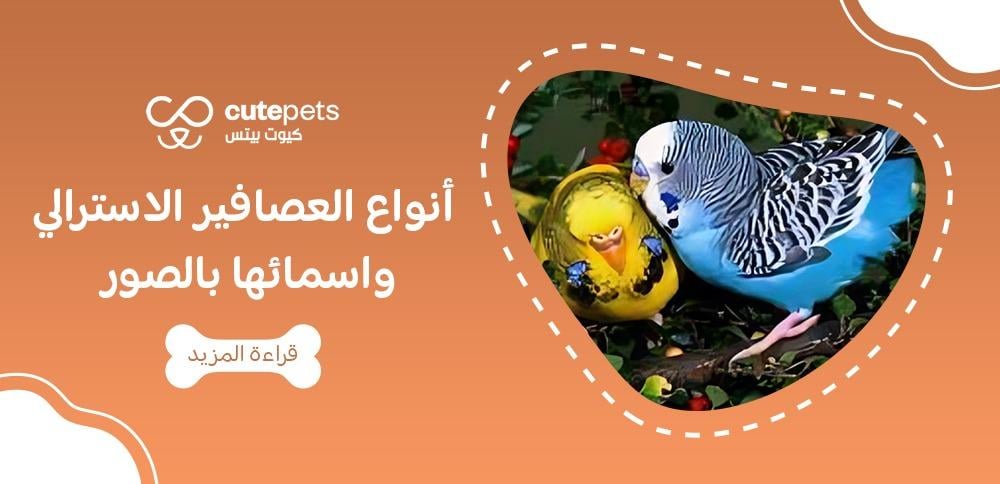 أنواع العصافير الاسترالي واسمائها بالصور
