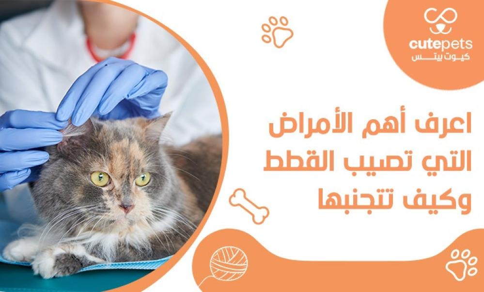 الامراض التي تصيب القطط
