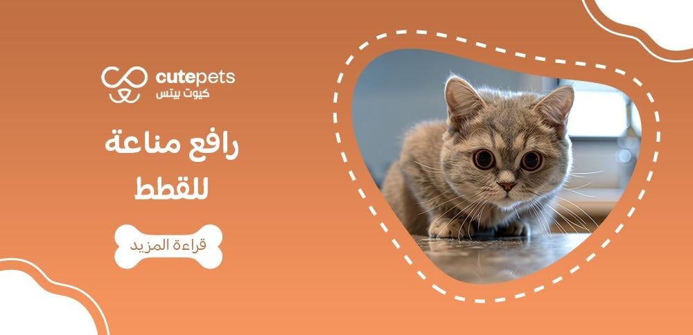 كيفية رفع مناعة القطط