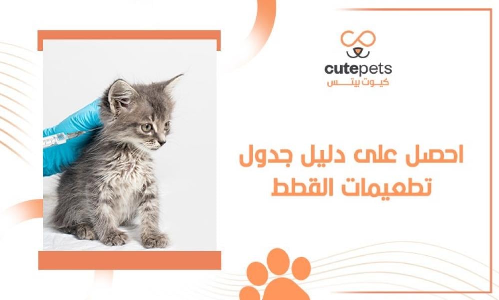 جدول تطعيمات القطط