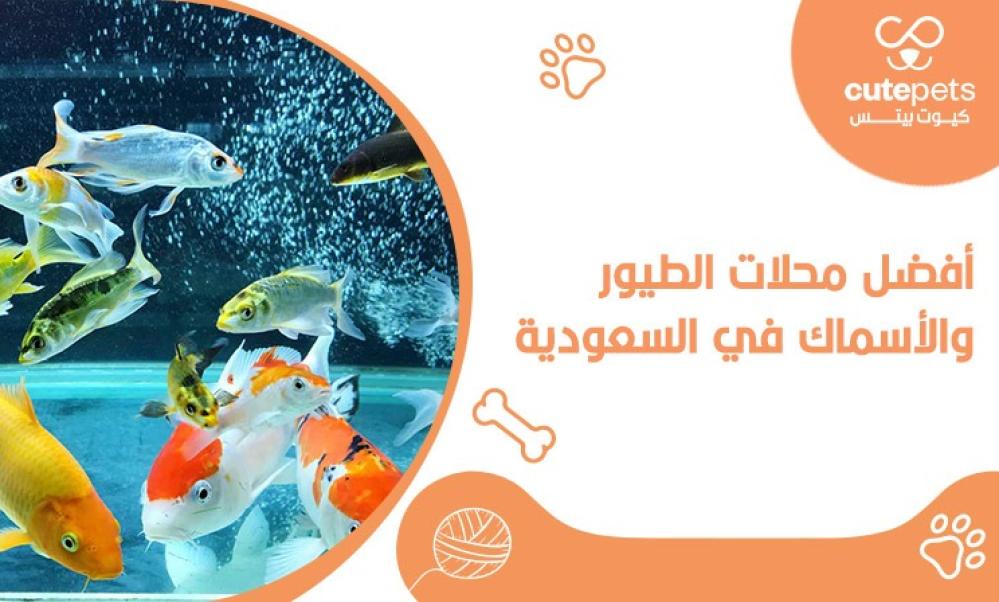 أفضل محل طيور واسماك