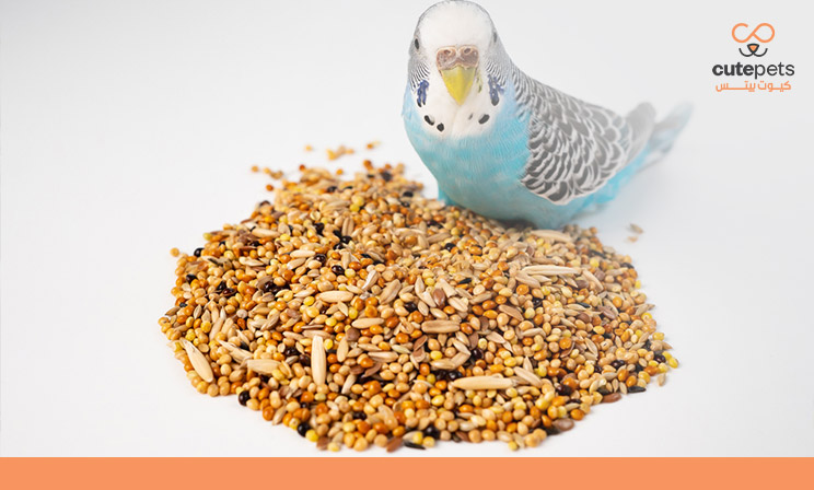 حبوب طيور الروز