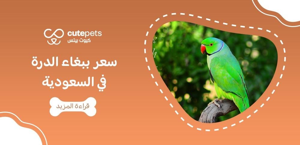 سعر ببغاء الدرة في السعودية
