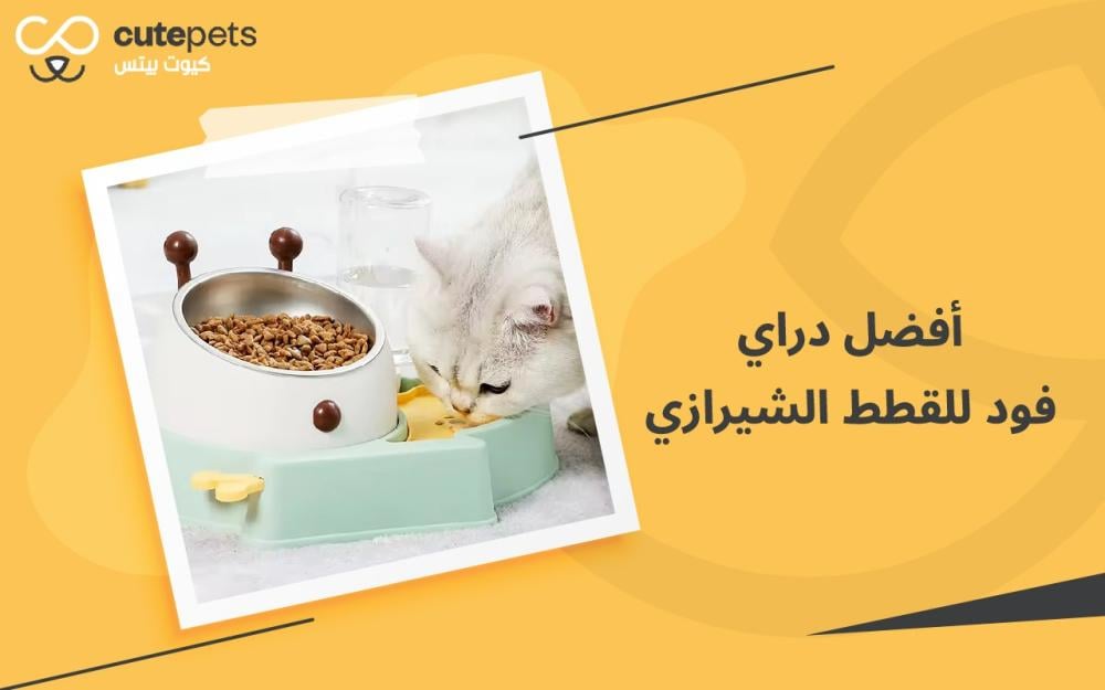 أفضل دراي فود للقطط الشيرازي