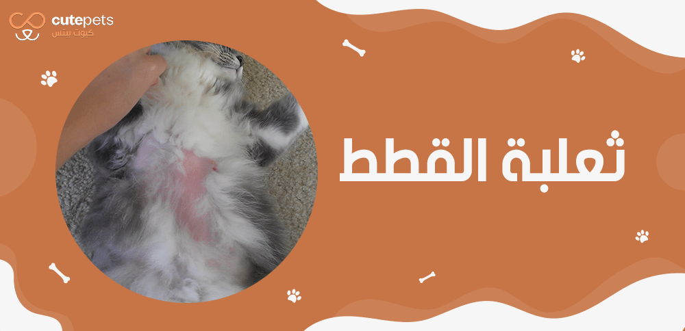 ثعلبة القطط