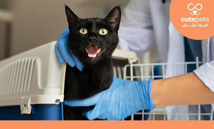 أمراض القطط وعلاجها