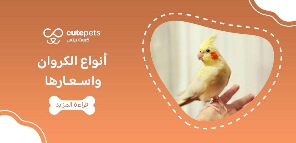 أنواع الكروان واسعارها