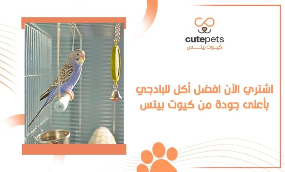 افضل اكل طيور البادجي