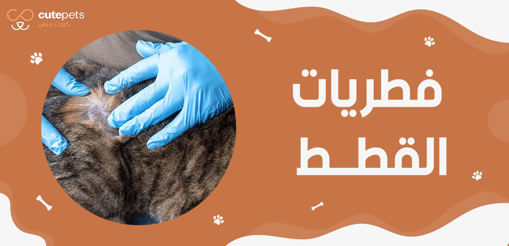 فطريات القطط