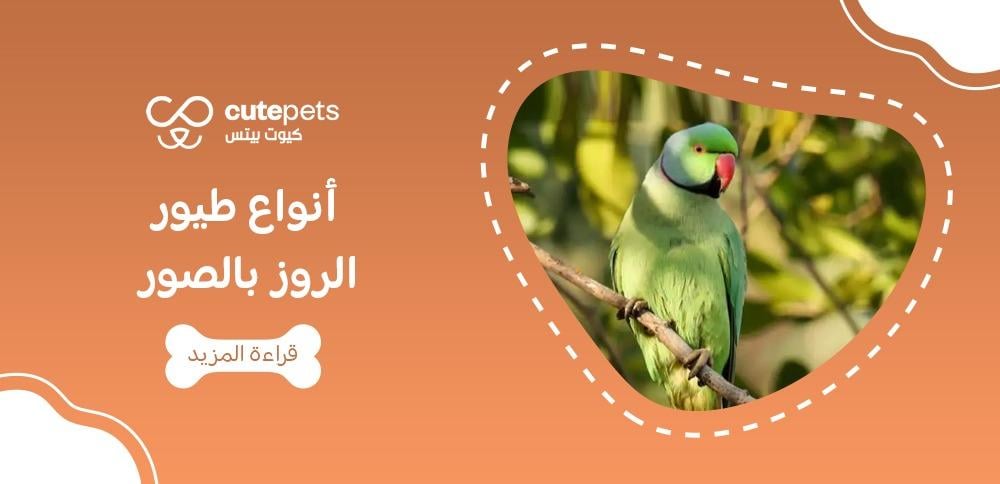 أنواع طيور الروز بالصور