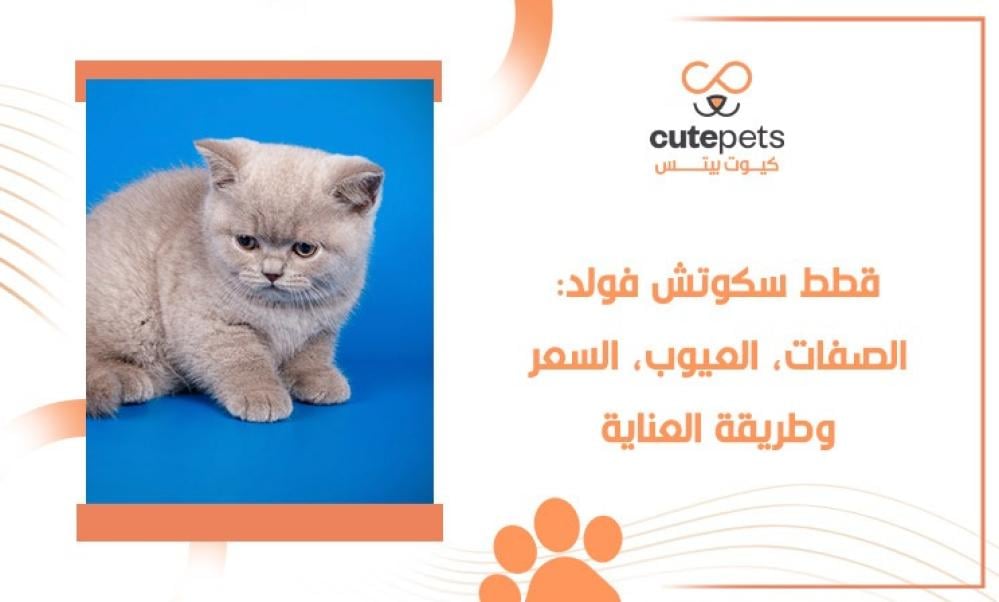 قطط سكوتش فولد