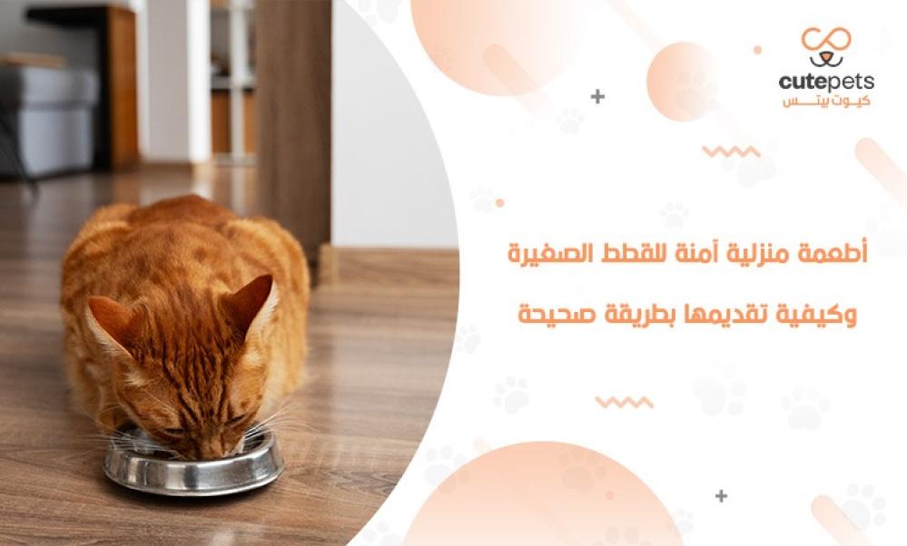 ماذا تأكل القطط الصغيرة من طعام البيت